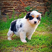 Neige participe au concours pour gagner de l'argent avec cette photo : animal, architecture, brick, building, canine, dog, grass, herbal, nature, outdoors, path, pet, plant, puppy, rock, slate, soil, walkway, wall, yard