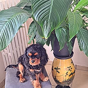 Andy a rejoint le concours — aidez-le/la à gagner de superbes lots ! puppy, dog, indoor, plant, leaf, pot, stool, floor, radiator, decor, framed_sign, tile_floor, brown, black, green, sitting, furry, cute, pet, cozy