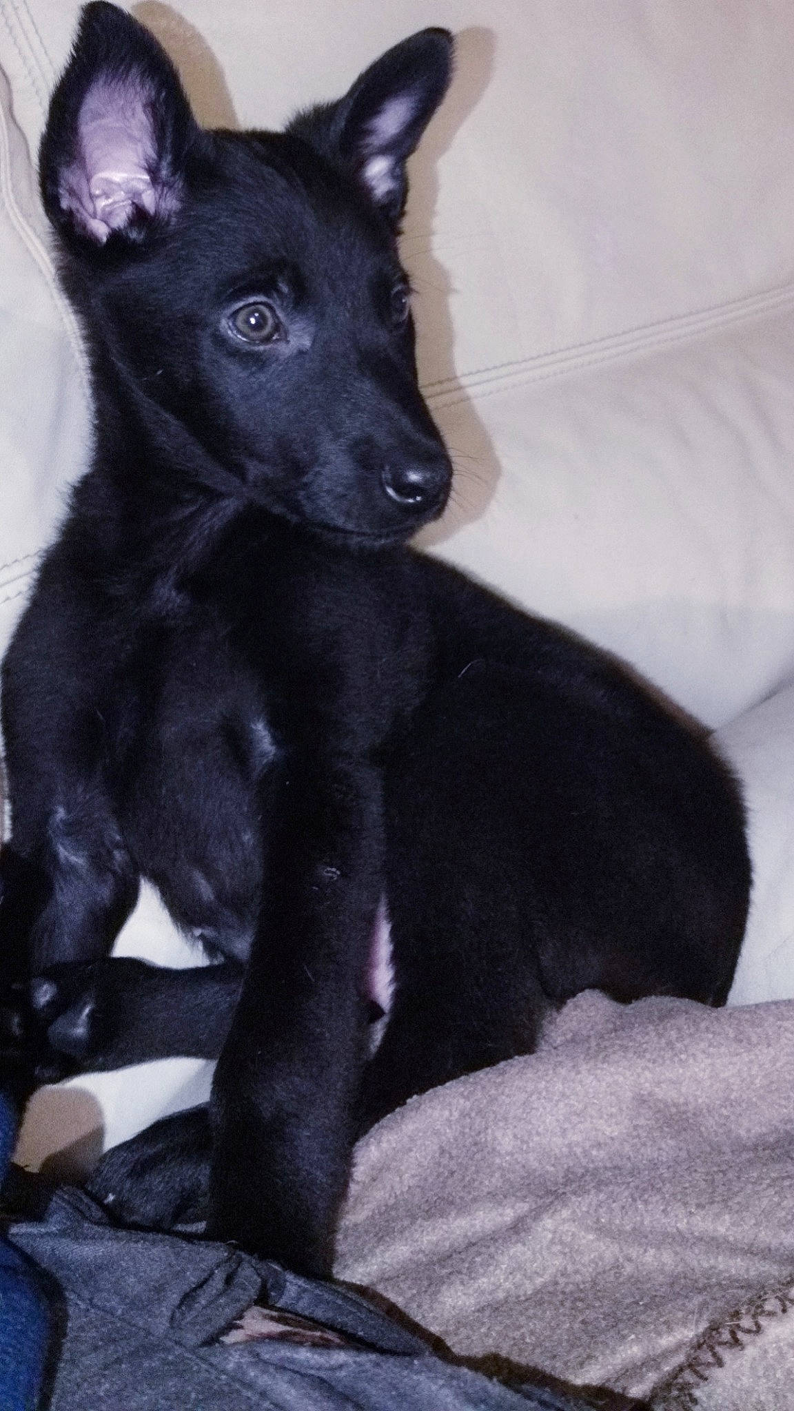 Zarko a rejoint le concours — aidez-le/la à gagner de superbes lots ! canidae, carnivore, dog, dog_breed, formosan_mountain_dog, mammal, vertebrate