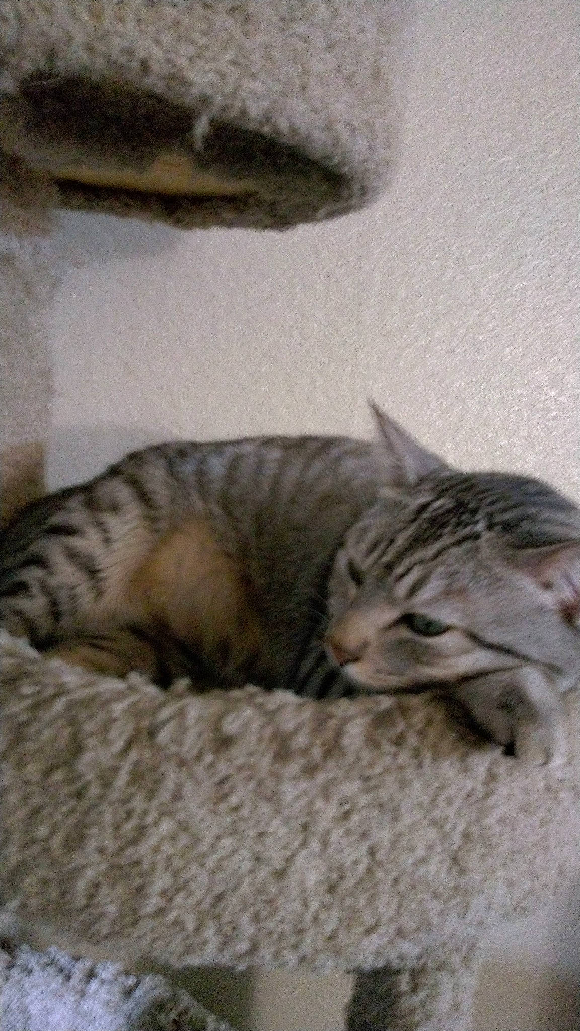 Tigre is registered to the contest to win money with this photo: carnivore, cat, cat_bed, comfort, domestic_short_haired_cat, fawn, felidae, fur, grey, nap, paw, small_to_medium_sized_cats, snout, tail, terrestrial_animal, whiskers