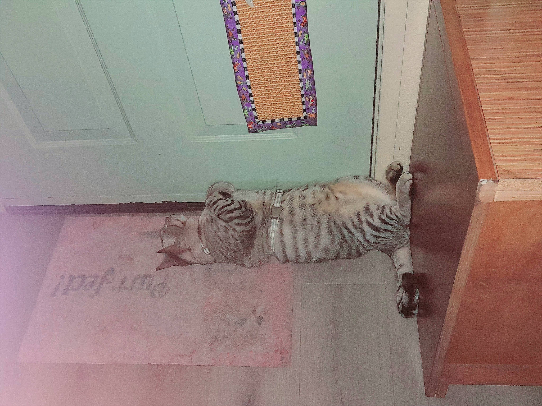 Tigre is registered to the contest to win money with this photo: art, carnivore, ceiling, felidae, floor, flooring, font, hardwood, molding, pattern, plaster, rectangle, room, small_to_medium_sized_cats, tail, tiger, tile, visual_arts, whiskers, wood