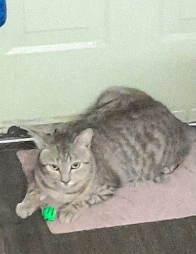 Tigre is registered to the contest to win money with this photo: carnivore, cat, comfort, domestic_short_haired_cat, ear, felidae, fur, grey, paw, small_to_medium_sized_cats, snout, tail, terrestrial_animal, whiskers