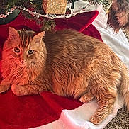 Tommy is registered to the contest to win money with this photo: cat, orange_cat, fluffy, pet, animal, christmas_tree, holiday, garland, gift_box, blanket, red_blanket, white_blanket, carpet, indoor, resting, feline, cute, cozy, decorations, festive