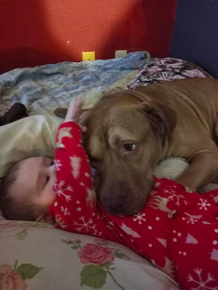 Elia is registered to the contest to win money with this photo: baby_toddler_clothing, bed, bedding, carnivore, comfort, companion_dog, dog, dog_breed, dog_supply, fawn, gun_dog, linens, liver, mammal, person, pet_supply, snout, toddler, vertebrate, wood