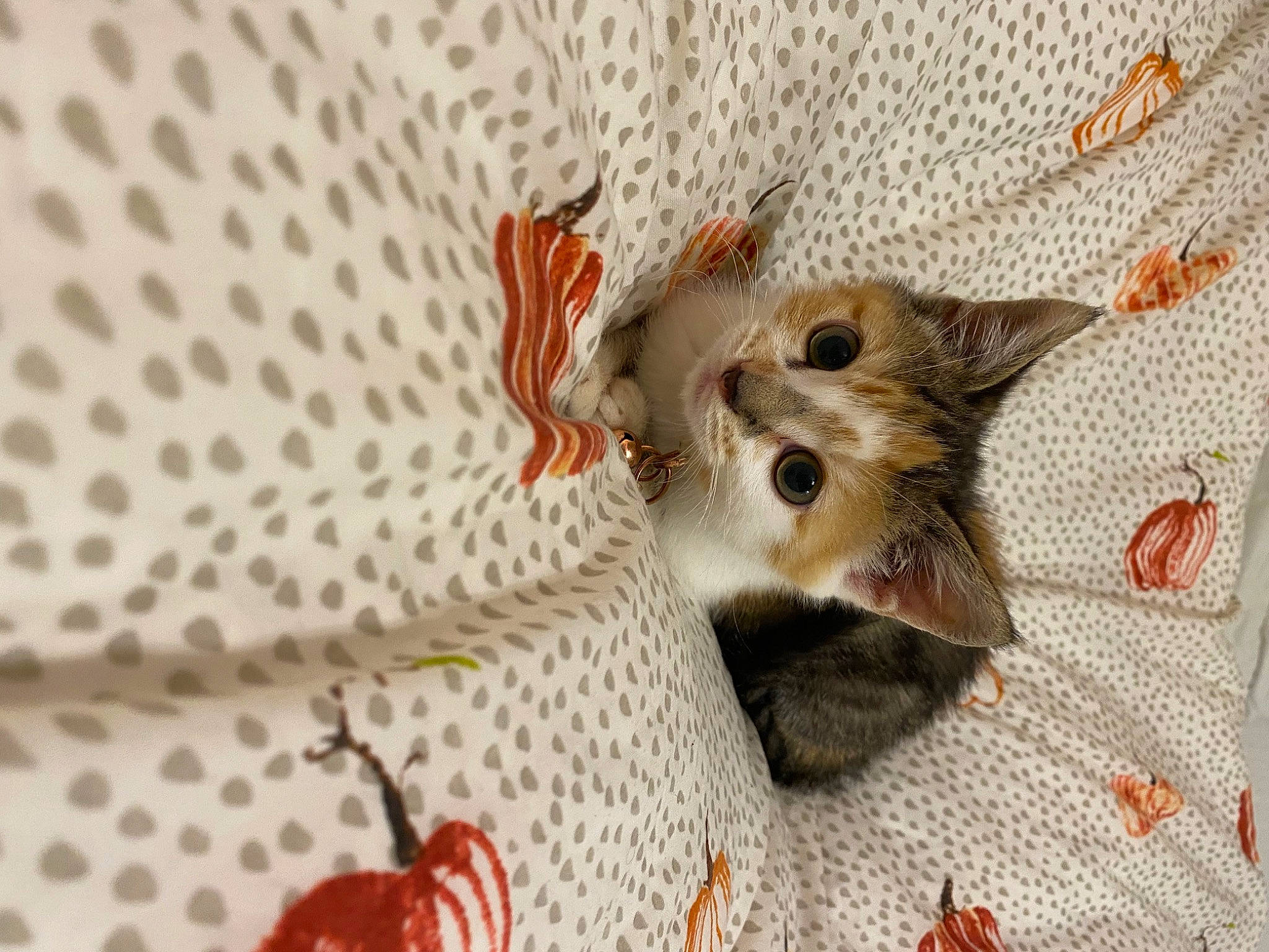 Izzie is registered to the contest to win money with this photo: canidae, carmine, carnivore, cat, christmas_ornament, claw, companion_dog, dog_supply, domestic_short_haired_cat, fashion_accessory, fawn, felidae, fur, linens, ornament, pattern, paw, small_to_medium_sized_cats, tail, whiskers