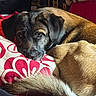 Pongo participe au concours pour gagner de l'argent avec cette photo : animal, black, blanket, brown, closeup, couch, cozy, dog, floral_pattern, fur, indoor, pet, pillow, red, relaxing, resting, sleepy, sunlight, tail, white