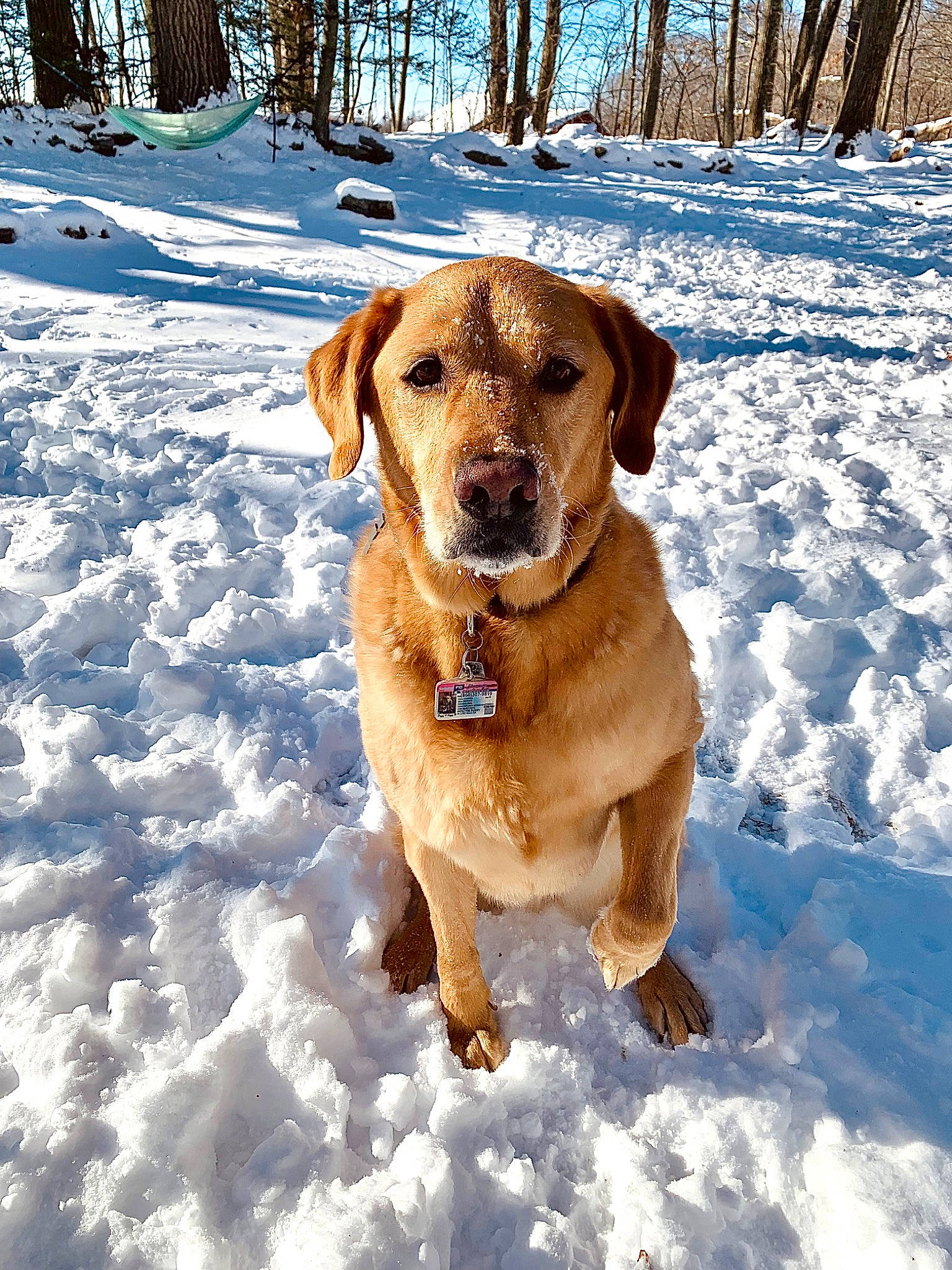 Holden joined the competition — help win amazing prizes! canidae, carnivore, collar, companion_dog, dog, dog_breed, dog_collar, dog_supply, fawn, freezing, fur, gun_dog, hound, hunting_dog, snout, snow, sporting_group, tree, winter, working_dog