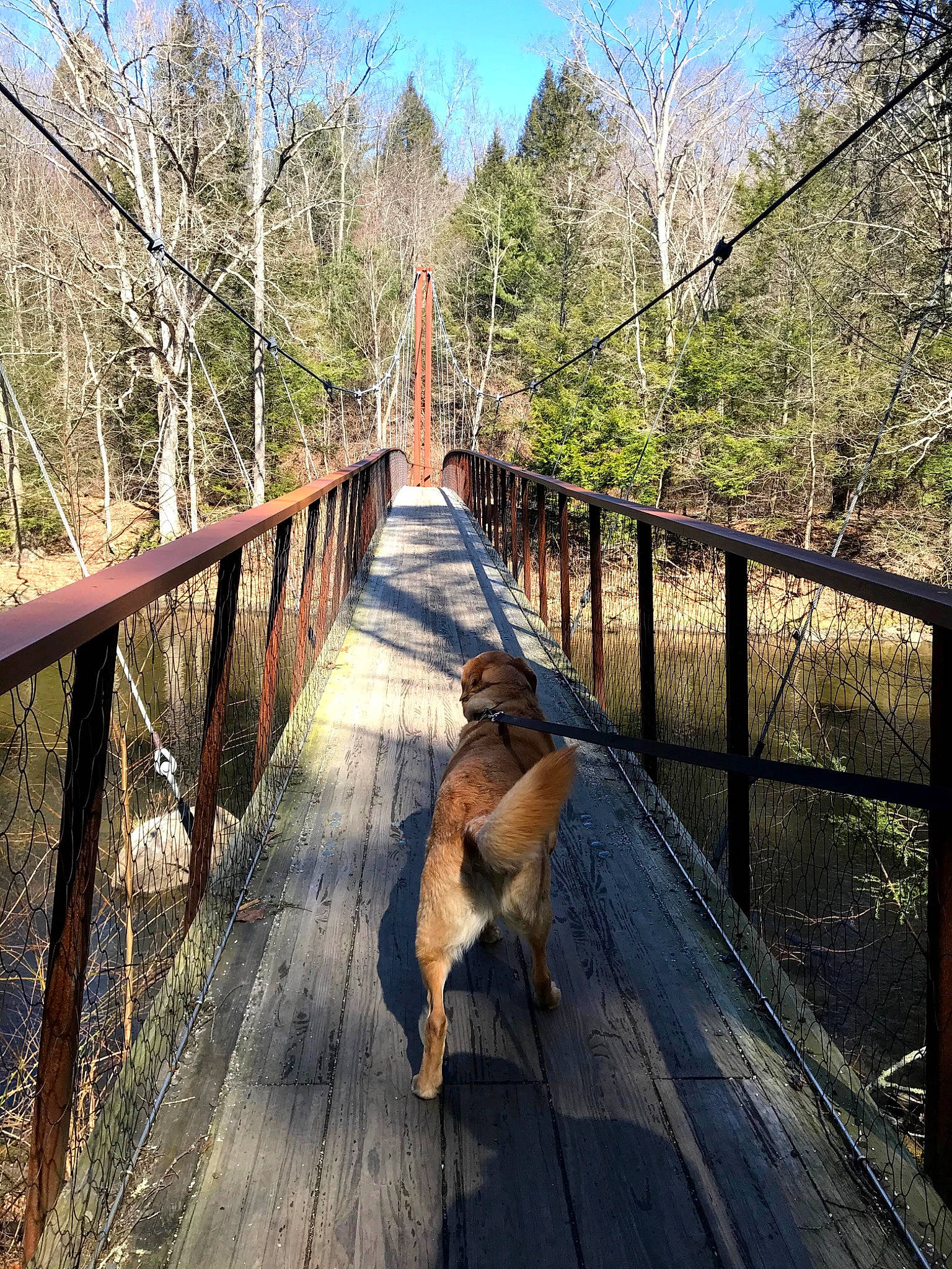 Holden joined the competition — help win amazing prizes! boardwalk, bridge, dog, fawn, fence, forest, grass, landscape, leisure, morning, natural_landscape, nature_reserve, nonbuilding_structure, plant, sky, sunlight, tail, tree, walkway, wood