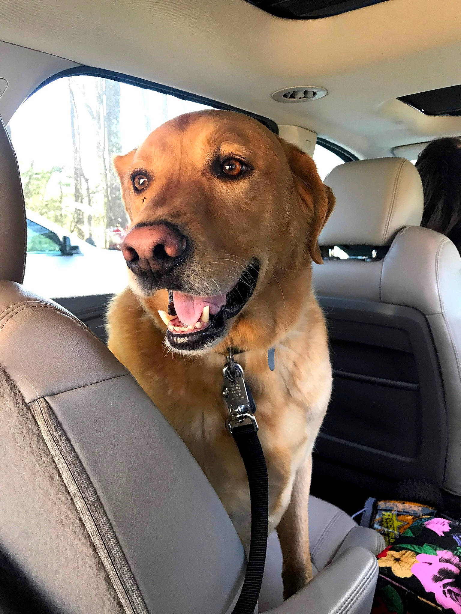 Holden is registered to the contest to win money with this photo: auto_part, automotive_design, automotive_exterior, automotive_mirror, car, car_seat, car_seat_cover, carnivore, collar, companion_dog, dog, dog_breed, fawn, head_restraint, motor_vehicle, seat_belt, snout, vehicle, vehicle_door, window