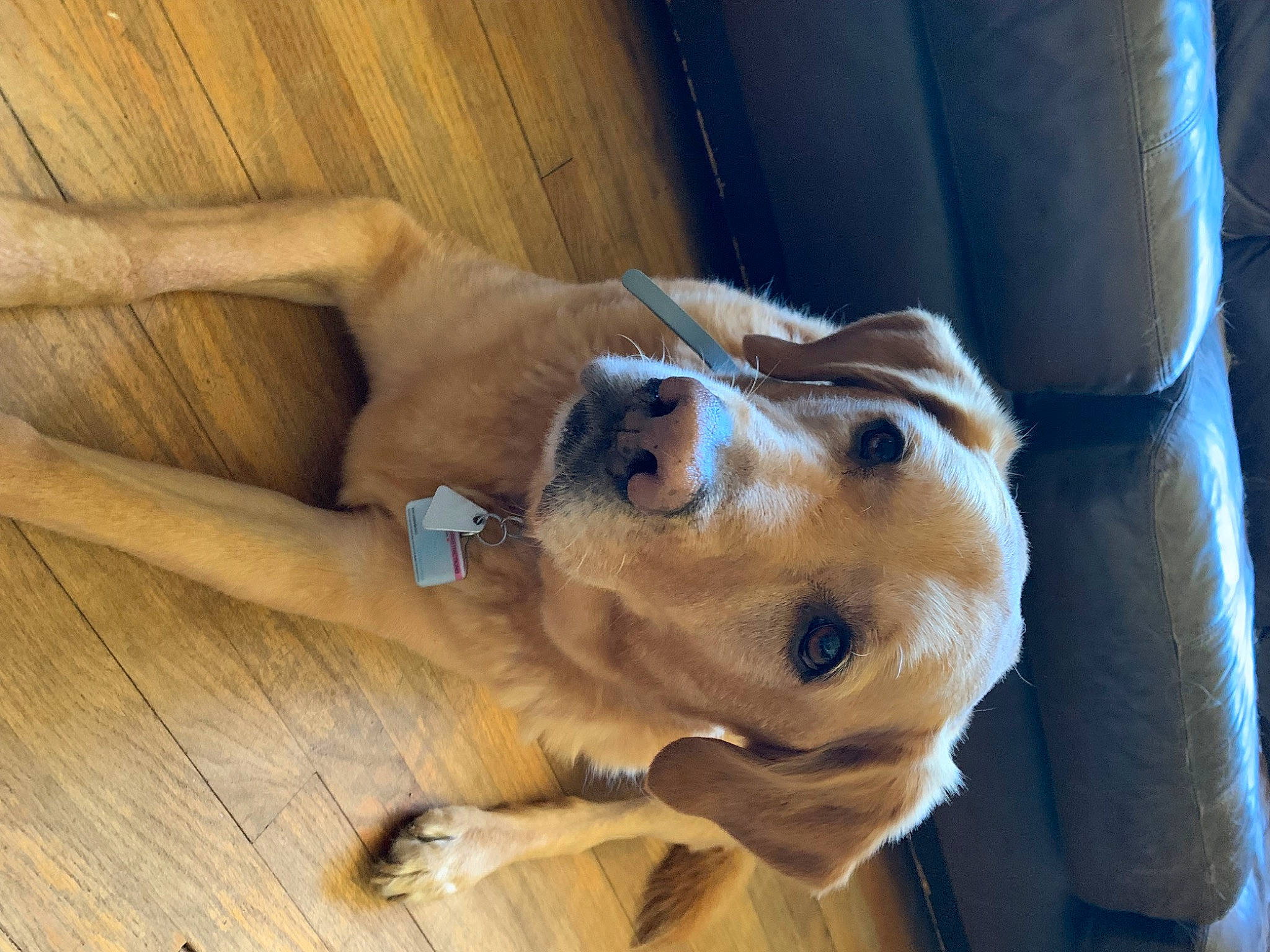 Holden joined the competition — help win amazing prizes! carnivore, companion_dog, dog, dog_breed, ear, fawn, flooring, hardwood, pet_supply, plank, plywood, retriever, snout, sporting_group, varnish, whiskers, wood, wood_flooring, wood_stain, working_animal