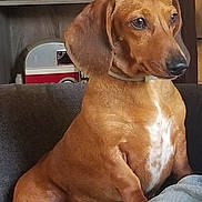 Pepper joined the competition — help win amazing prizes! animal, brown_dog, collar, couch, cute, dachshund, decor, dog, ears, fur, furniture, home, indoor, looking_away, pet, photos, portrait, relaxed, seated, small_dog