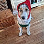 Aïko participe au concours pour gagner de l'argent avec cette photo : dog, pet, animal, indoors, wooden_floor, basket, cabinet, holiday_costume, red_hood, white_trim, cute, sitting, fur, ears, eyes, nose, tail, cozy, festive, portrait