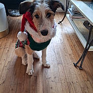 Aïko a rejoint le concours — aidez-le/la à gagner de superbes lots ! dog, puppy, holiday_clothing, wooden_floor, indoor, living_room, table, books, chair, window, pet, fur, ears, eyes, nose, paws, cute, festive, cozy, waiting