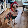Aïko a rejoint le concours — aidez-le/la à gagner de superbes lots ! dog, christmas_sweater, indoor, wooden_floor, furniture, window, chair, table, holiday, pet, canine, decor, cozy, light, portrait, fur, sitting, cute, red, green