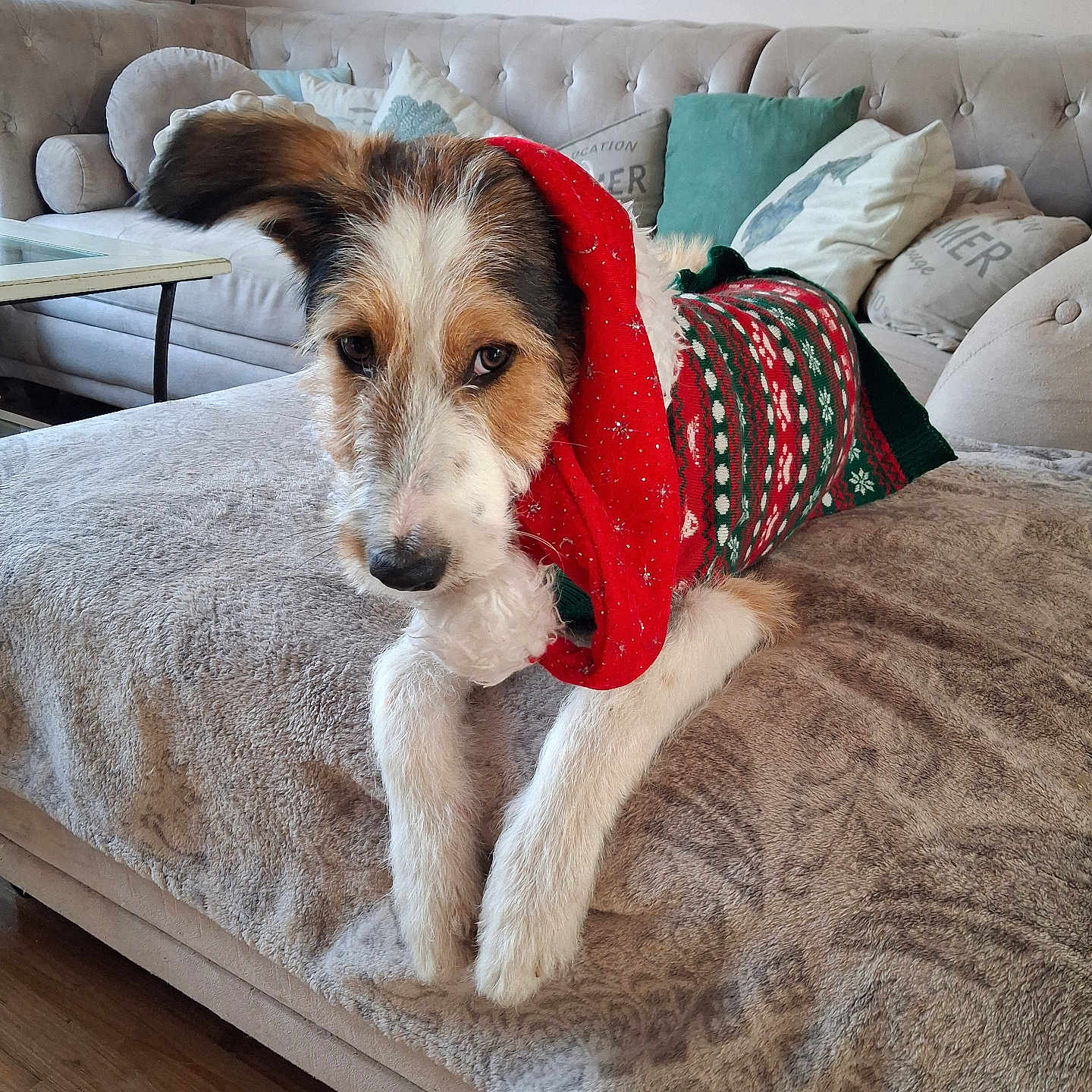 Aïko a rejoint le concours — aidez-le/la à gagner de superbes lots ! animal, blanket, brown, christmas, couch, cozy, dog, fur, furniture, green, holiday, indoors, living_room, pet, pillows, red, relaxed, sweater, white, wooden_floor