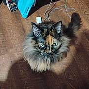 Pumpkin joined the competition — help win amazing prizes! cat, tortoiseshell, fluffy, pet, animal, floor, wooden_floor, indoor, looking_up, green_eyes, fur, tail, ears, curious, shadow, household_items, cable, box, close_up, domestic