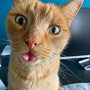 Payet a rejoint le concours — aidez-le/la à gagner de superbes lots ! animal, cat, close_up, curious, cute, domestic_cat, ears, feline, funny_face, fur, indoor, muzzle, nose, orange_cat, pet, playful, portrait, tongue_out, whiskers, wide_eyes