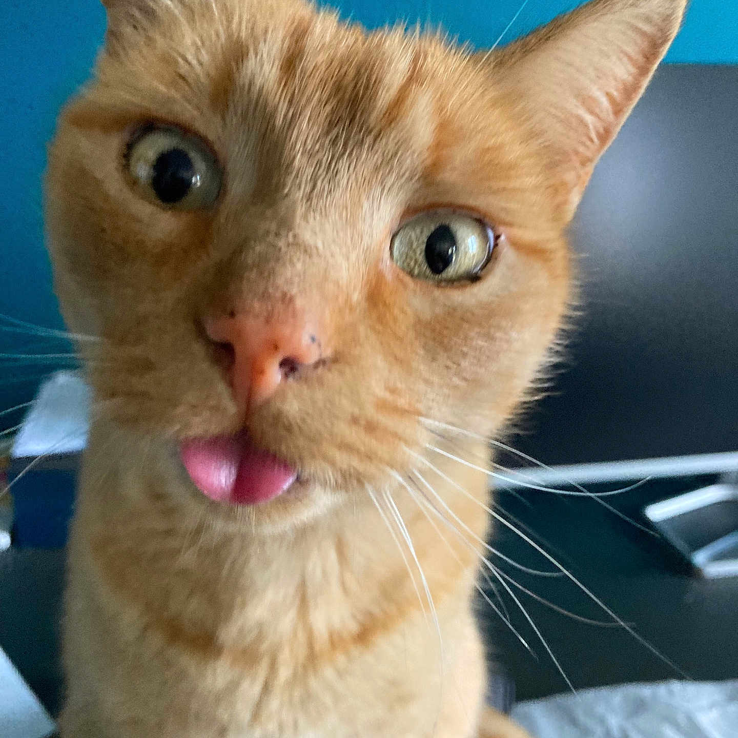 Payet a rejoint le concours — aidez-le/la à gagner de superbes lots ! animal, cat, close_up, curious, cute, domestic_cat, ears, feline, funny_face, fur, indoor, muzzle, nose, orange_cat, pet, playful, portrait, tongue_out, whiskers, wide_eyes