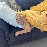 Payet participe au concours pour gagner de l'argent avec cette photo : cat, orange_cat, couch, pillow, blanket, indoor, relaxed, furniture, pet, fur, cozy, resting, home, animal, domestic_cat, looking, comfort, soft, laying, cute