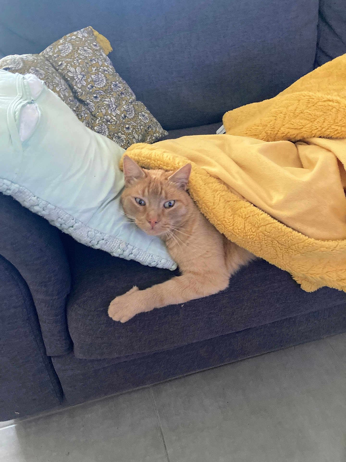 Payet participe au concours pour gagner de l'argent avec cette photo : cat, orange_cat, couch, pillow, blanket, indoor, relaxed, furniture, pet, fur, cozy, resting, home, animal, domestic_cat, looking, comfort, soft, laying, cute