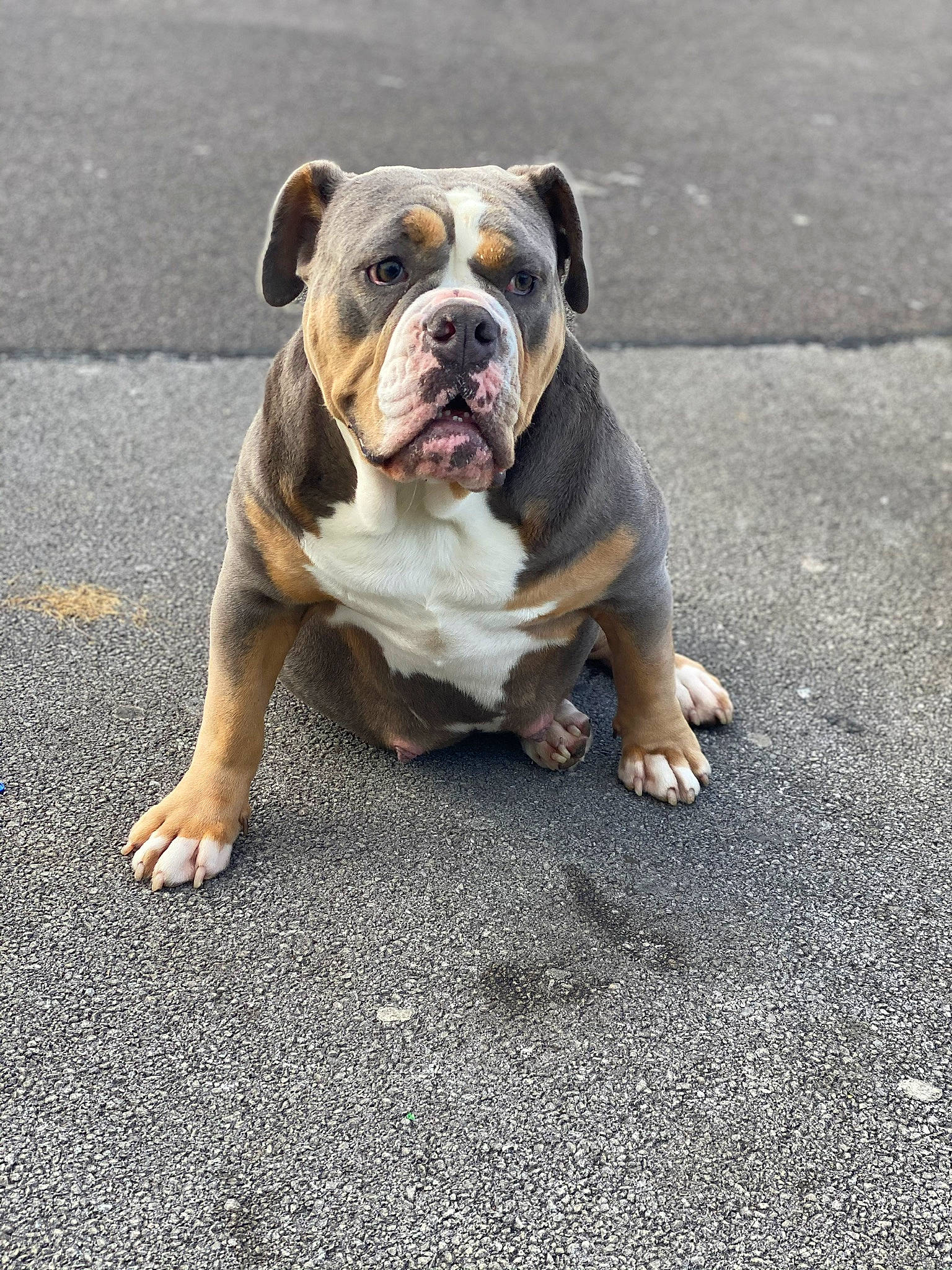 Marley joined the competition — help win amazing prizes! asphalt, bulldog, canidae, carnivore, companion_dog, concrete, dog, dog_breed, fawn, flooring, grass, molosser, non_sporting_group, road_surface, sporting_group, tar, terrestrial_animal, white_english_bulldog, working_dog, wrinkle