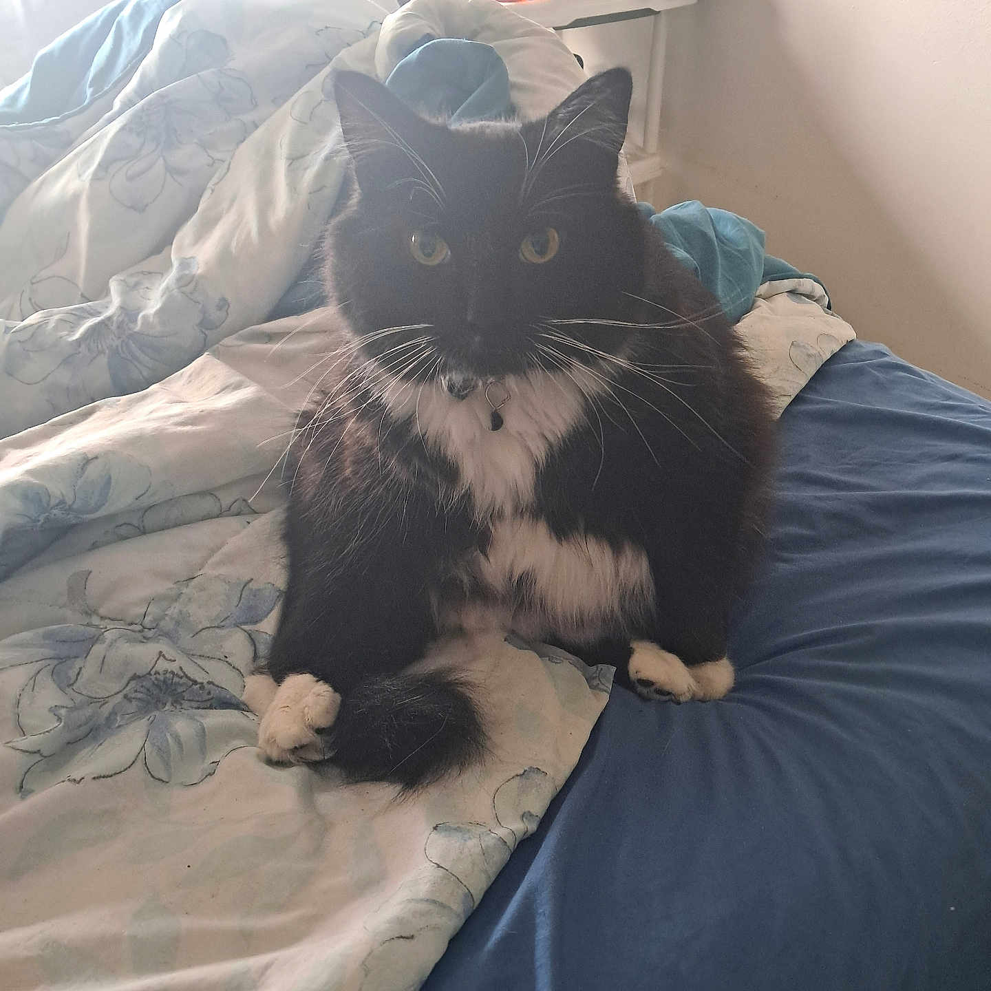 Oliver joined the competition — help win amazing prizes! animal, bed, bedroom, blanket, cat, couch, cushion, furniture, homedecor, indoors, interiordesign, kitten, linen, manx, person, pet, quilt, room, skin, tattoo