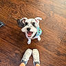 Eddie joined the competition — help win amazing prizes! dog, schnauzer, pet, animal, happy, smiling, open_mouth, bandana, colorful, indoors, wood_floor, floor, portrait, looking_up, sitting, paws, fur, white_fur, black_fur, sneakers