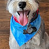 Eddie is registered to the contest to win money with this photo: dog, schnauzer, pet, portrait, sitting, happy, smiling, tongue, open_mouth, blue_bandana, collar, dog_tags, white_fur, gray_fur, indoors, wooden_floor, home, toys, front_view, playful