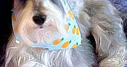 Eddie joined the competition — help win amazing prizes! bandana, bed, black_nose, brown_eyes, close_up, companion_animal, curly_fur, cute, dog, fluffy, fruit_pattern, indoor, lying_down, paws, person, pet, portrait, quilt, relaxed, white_dog