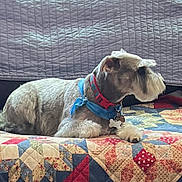 Eddie is registered to the contest to win money with this photo: dog, schnauzer, pet, canine, animal, indoors, bed, quilt, patchwork, harness, collar, tag, lying_down, side_profile, groomed, fur, home, cozy, portrait, colorful