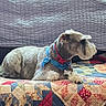 dog, schnauzer, pet, canine, animal, indoors, bed, quilt, patchwork, harness, collar, tag, lying_down, side_profile, groomed, fur, home, cozy, portrait, colorful