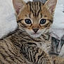 Sabatier participe au concours pour gagner de l'argent avec cette photo : kitten, cat, tabby, fur, whiskers, eyes, pet, animal, cute, small, young, sleeping_area, blanket, feline, closeup, indoor, paw, striped, soft, relaxed