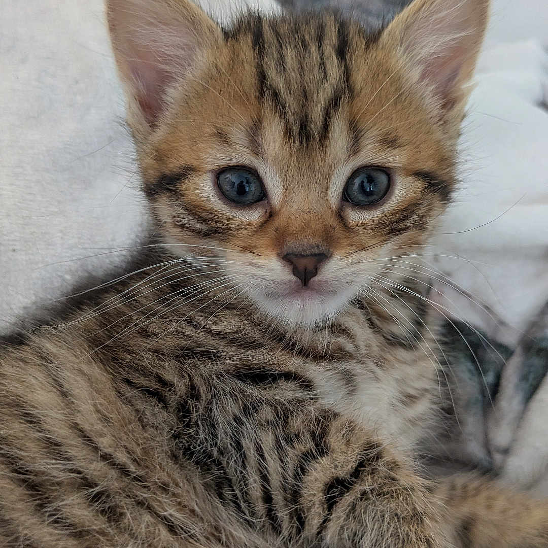 Sabatier participe au concours pour gagner de l'argent avec cette photo : animal, blanket, cat, closeup, cute, eyes, feline, fur, indoor, kitten, paw, pet, relaxed, sleeping_area, small, soft, striped, tabby, whiskers, young