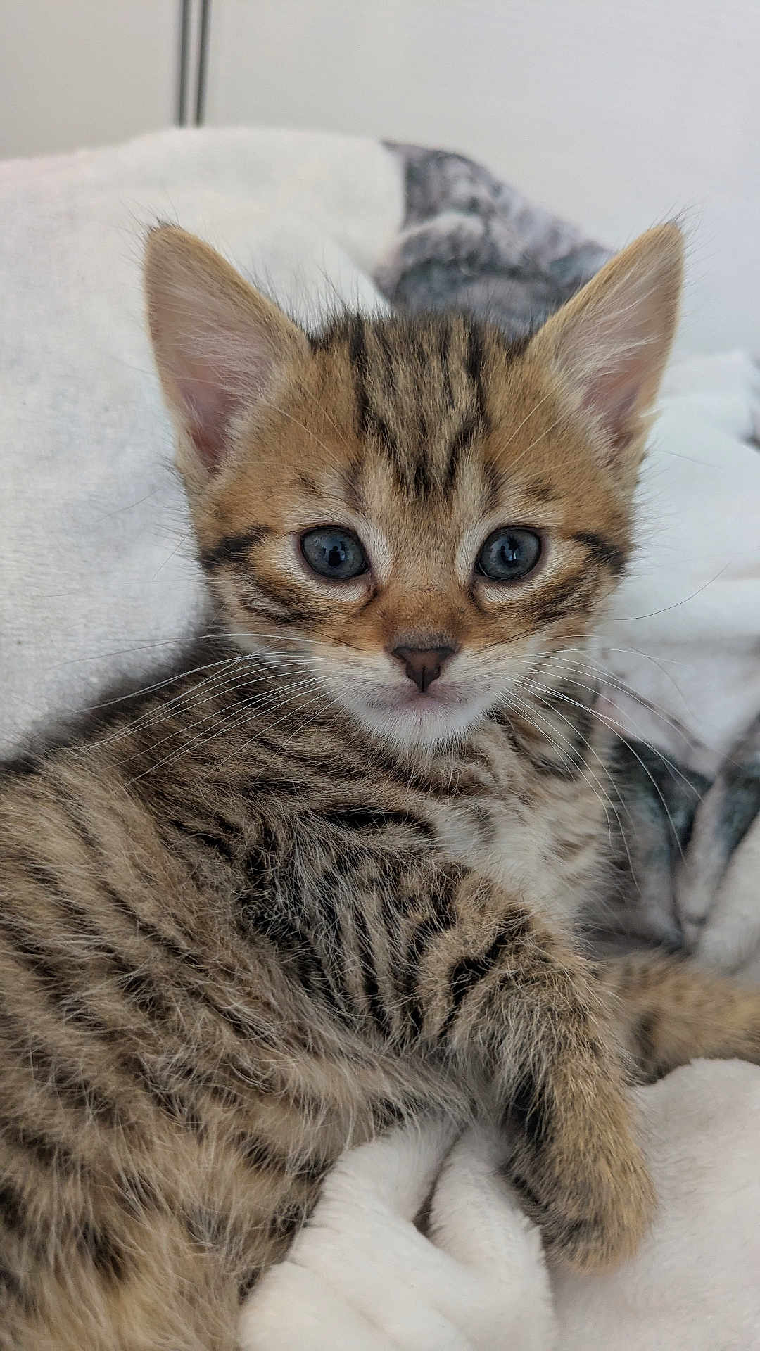 Sabatier participe au concours pour gagner de l'argent avec cette photo : kitten, cat, tabby, fur, whiskers, eyes, pet, animal, cute, small, young, sleeping_area, blanket, feline, closeup, indoor, paw, striped, soft, relaxed
