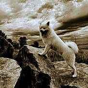 Jett is registered to the contest to win money with this photo: adventure, animal, animal_portrait, canine, cloudy_sky, dog, dramatic, field, fur, landscape, majestic, nature, outdoor, pet, rock, sepia_tone, sky, standing, tree, wild