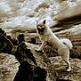 adventure, animal, animal_portrait, canine, cloudy_sky, dog, dramatic, field, fur, landscape, majestic, nature, outdoor, pet, rock, sepia_tone, sky, standing, tree, wild