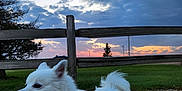 Jett joined the competition — help win amazing prizes! animal, clouds, dog, fence, fur, grass, happy, landscape, muzzle, nature, outdoor, pet, rural, sky, sunset, tail, tongue_out, tree, walking, white_dog