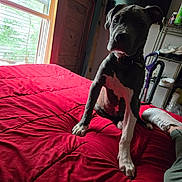Cora joined the competition — help win amazing prizes! dog, bed, red_bedspread, window, indoor, person_leg, white_sneaker, wooden_door, television, vacuum_cleaner, shelf, pet, floor, room, furniture, curious, seated, collar, black_and_white, natural_light