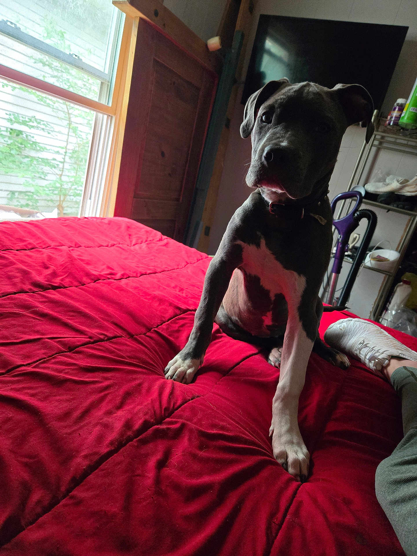 Cora