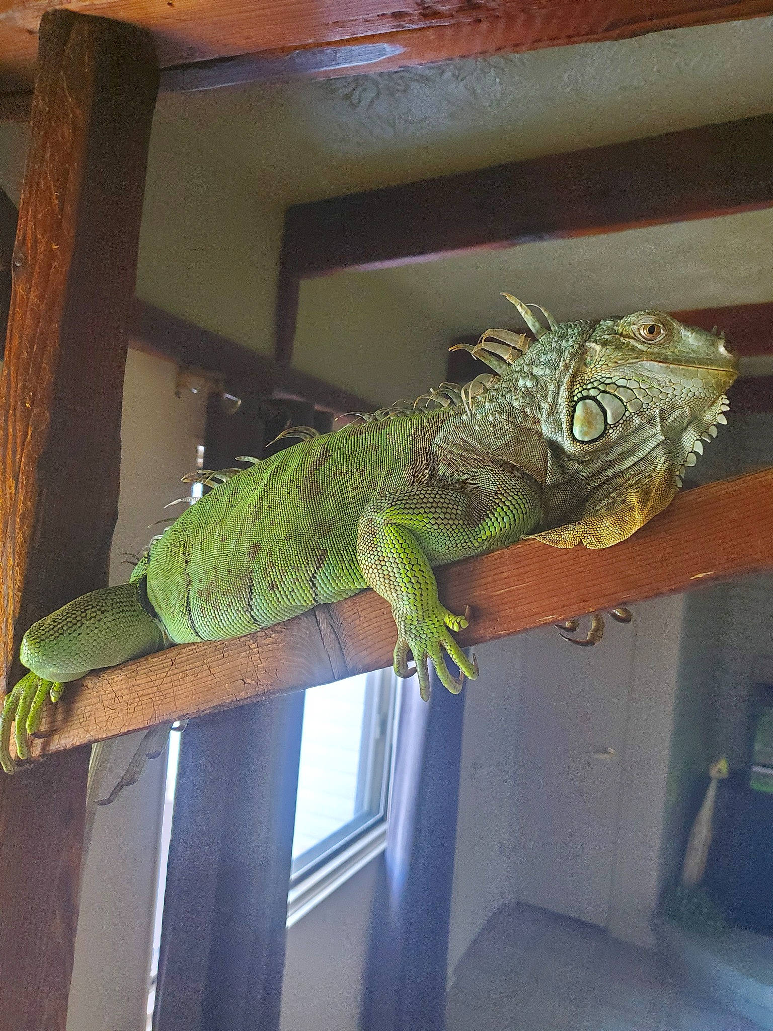 Rango a rejoint le concours — aidez-le/la à gagner de superbes lots ! agama, chameleon, dragon_lizard, green_iguana, iguana, iguania, iguanidae, lizard, reptile, scaled_reptile