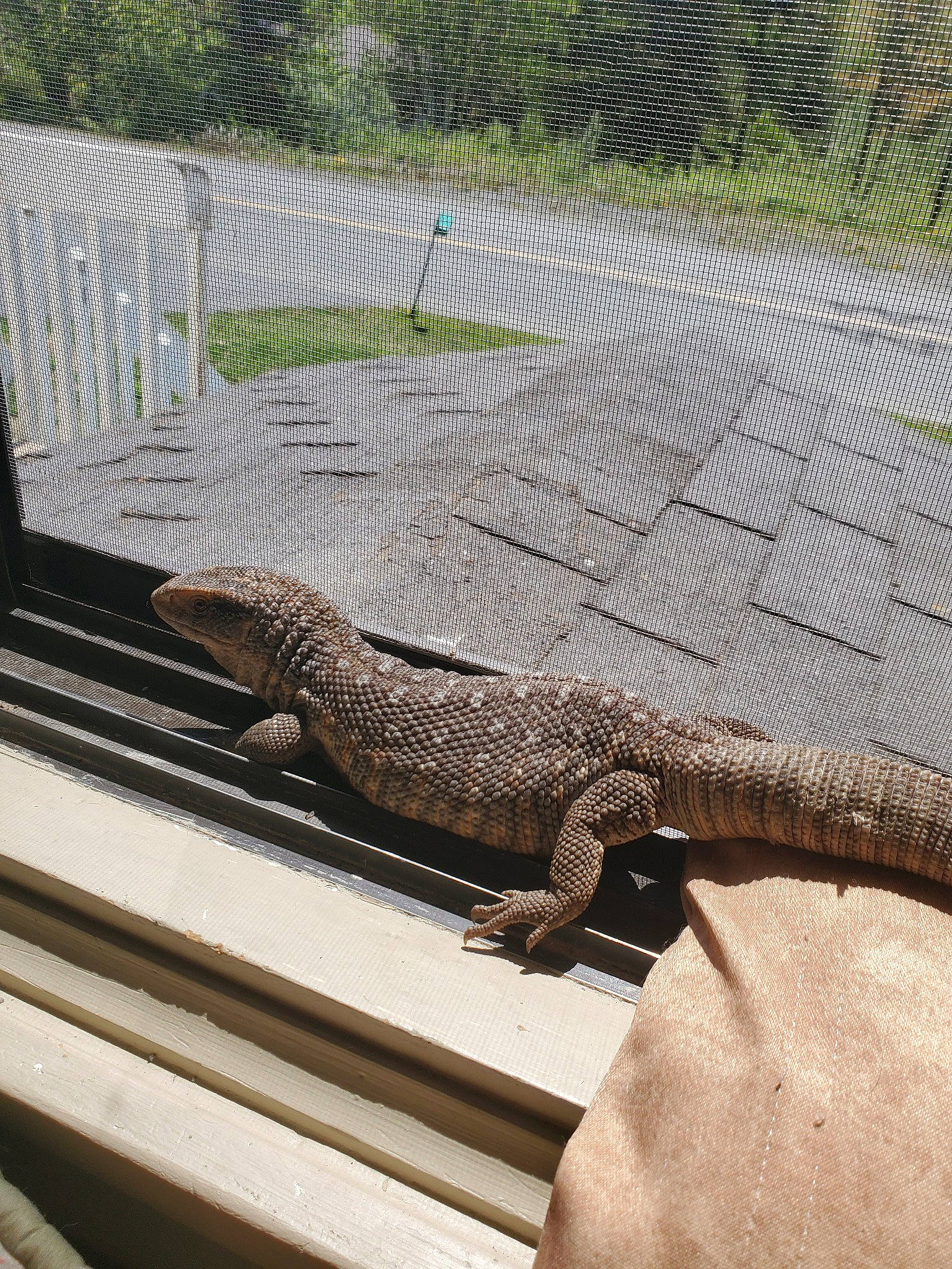 Marley a rejoint le concours — aidez-le/la à gagner de superbes lots ! adaptation, claw, komodo_dragon, lizard, monitor_lizard, reptile, scaled_reptile, tail, terrestrial_animal, varanidae, wall_lizard, western_fence_lizard, wildlife, zoo