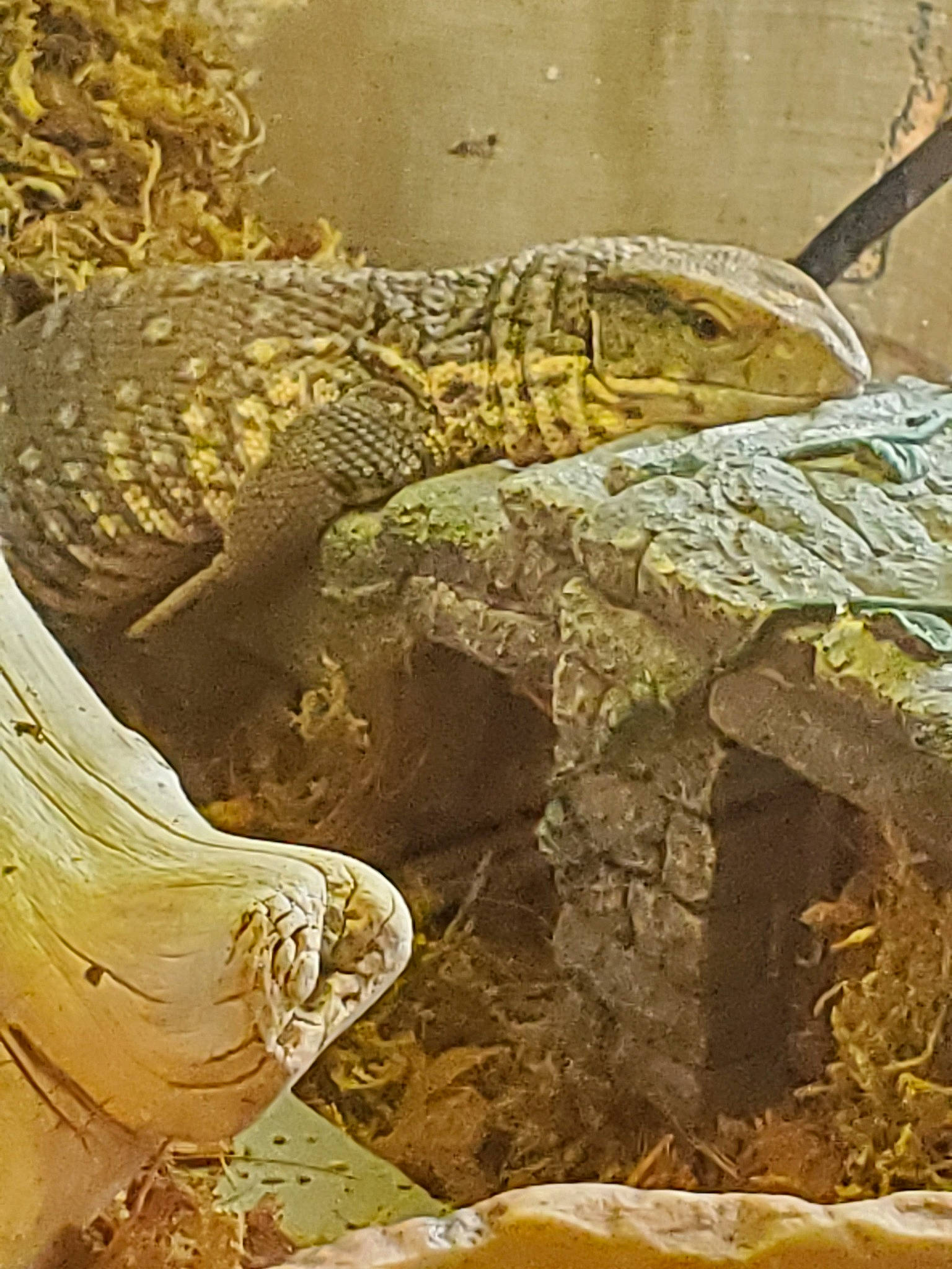 Marley participe au concours pour gagner de l'argent avec cette photo : fictional_character, reptile, scaled_reptile