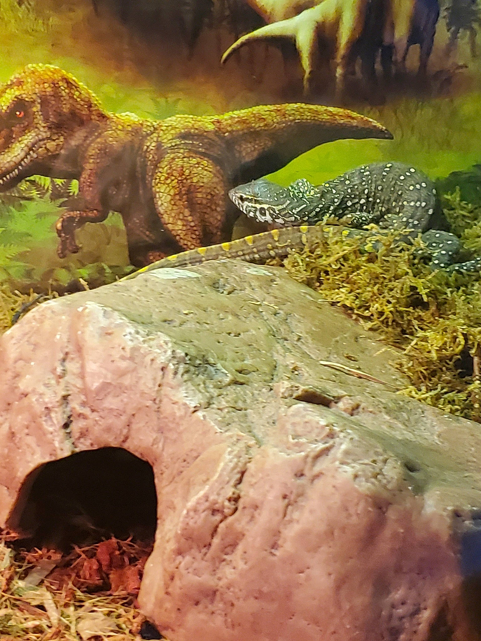 Charlie a rejoint le concours — aidez-le/la à gagner de superbes lots ! adaptation, organism, reptile, rock, terrestrial_animal