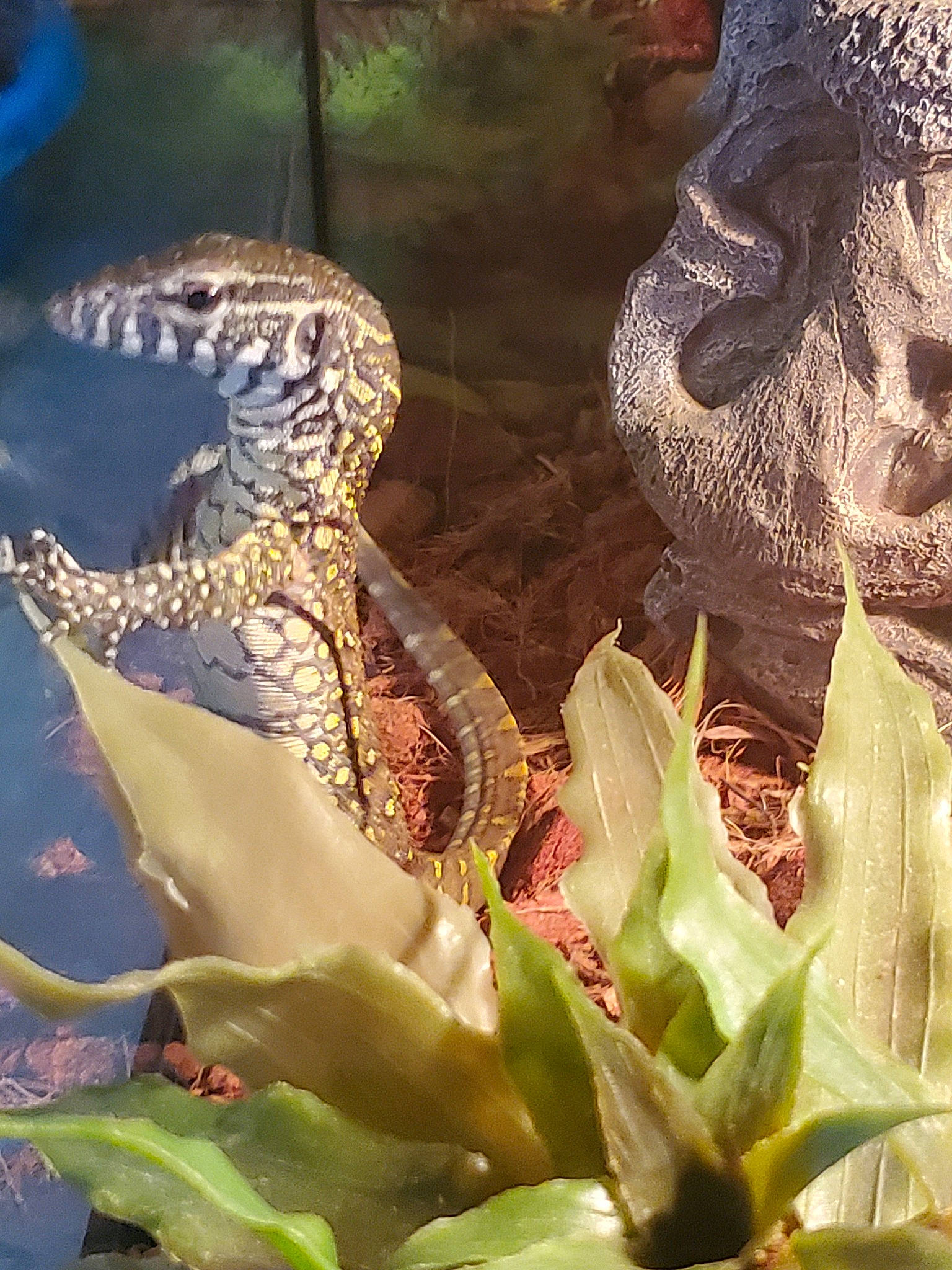 Charlie participe au concours pour gagner de l'argent avec cette photo : adaptation, organism, reptile, scaled_reptile, terrestrial_animal, wildlife