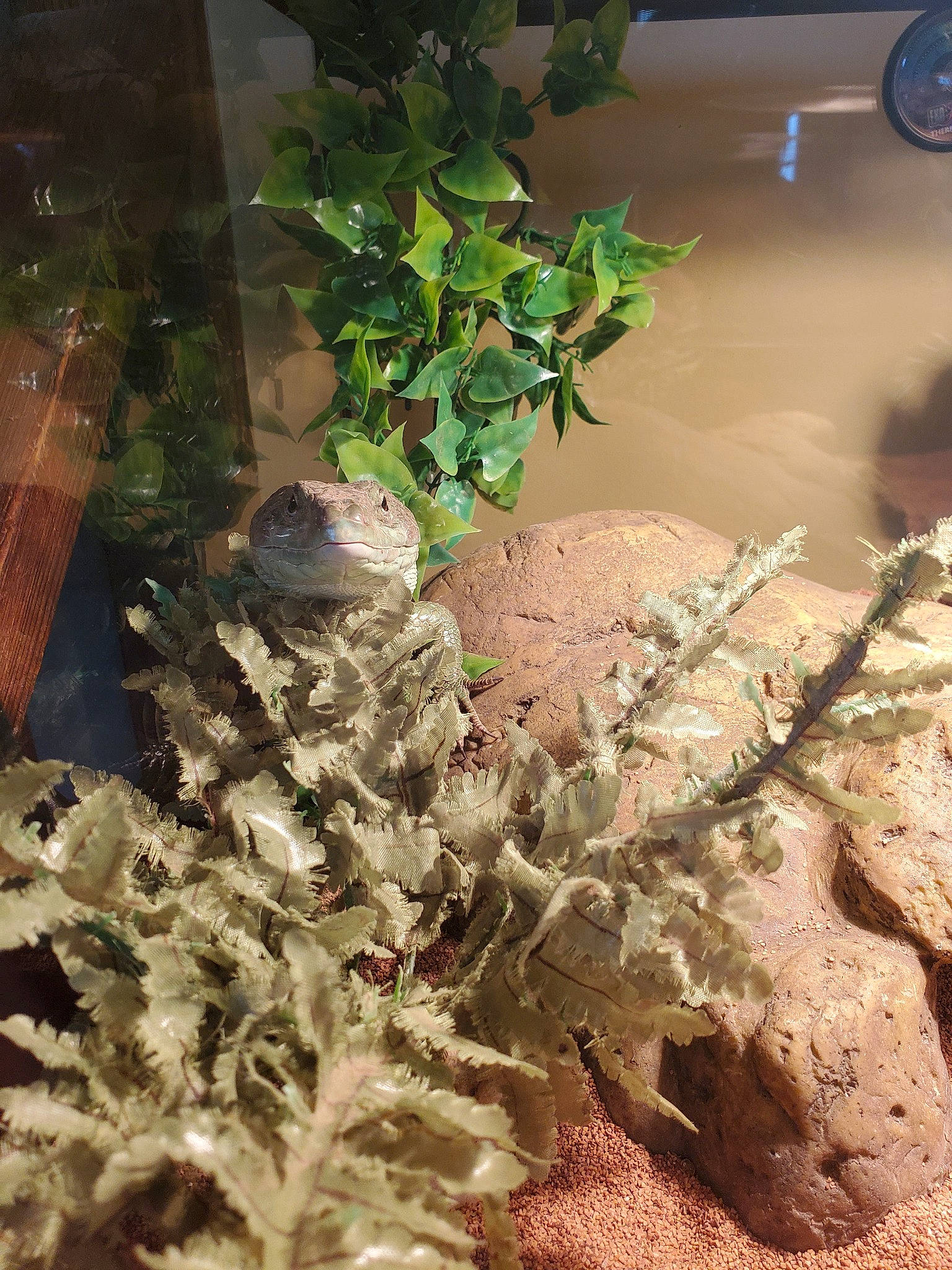 Gozilla participe au concours pour gagner de l'argent avec cette photo : flower, herb, plant, soil