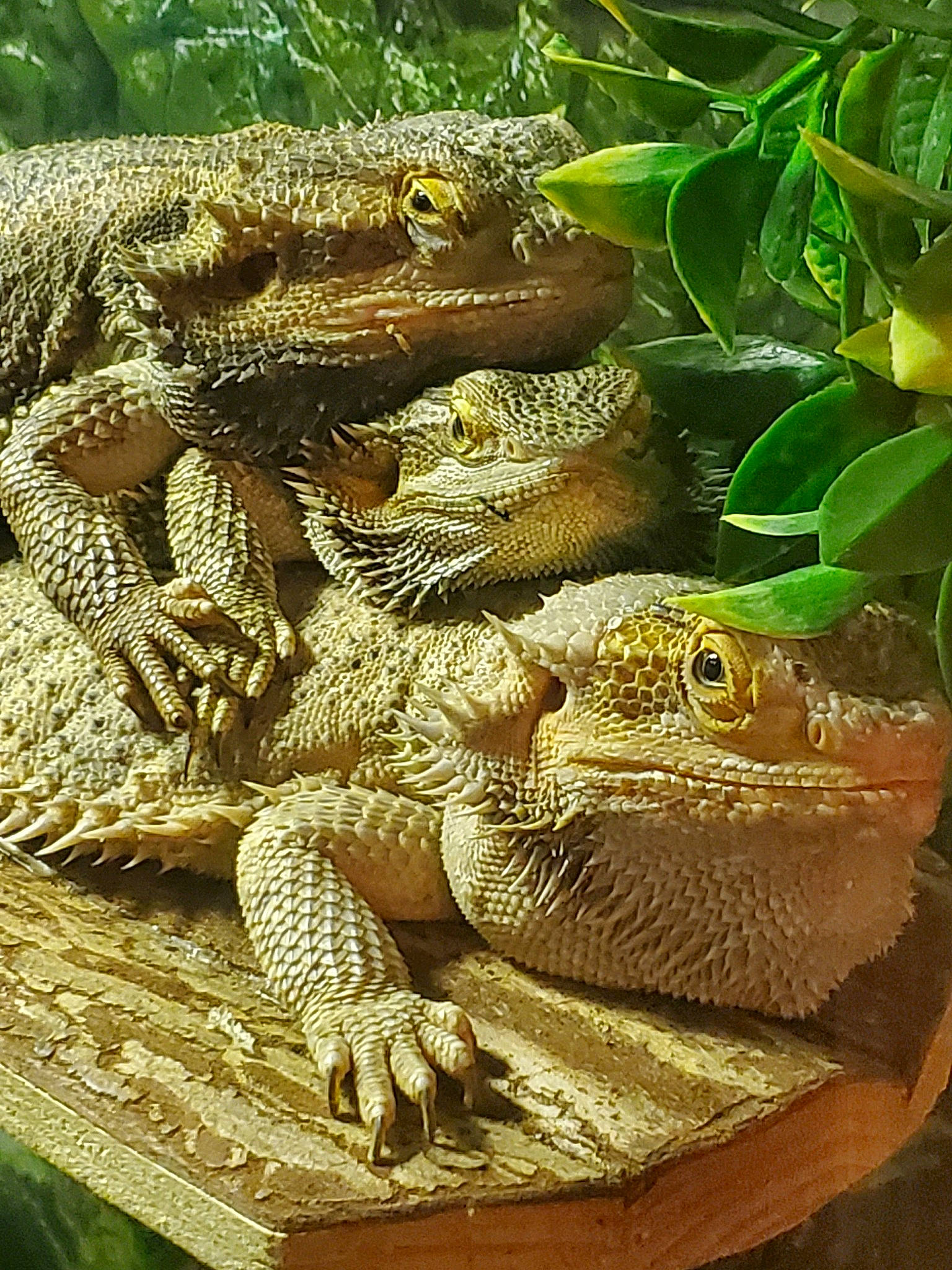 Gustine Bob Bertha a rejoint le concours — aidez-le/la à gagner de superbes lots ! adaptation, dragon_lizard, green_iguana, iguana, iguania, iguanidae, lizard, organism, reptile, scaled_reptile, terrestrial_animal