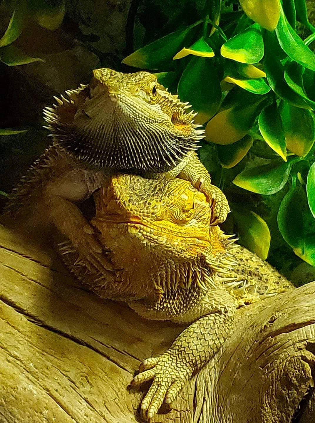 Gustine Bob Bertha a rejoint le concours — aidez-le/la à gagner de superbes lots ! adaptation, agama, dragon_lizard, green_iguana, iguana, iguania, iguanidae, lizard, organism, reptile, scaled_reptile, wildlife