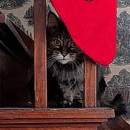 Pickles is registered to the contest to win money with this photo: animal, cat, cozy, curious, dark, eyes, face, furniture, home, indoor, patterned_wallpaper, peeking, pet, red_fabric, tabby_cat, tail, vintage_wallpaper, whiskers, wood, wooden_railings