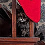 animal, cat, cozy, curious, dark, eyes, face, furniture, home, indoor, patterned_wallpaper, peeking, pet, red_fabric, tabby_cat, tail, vintage_wallpaper, whiskers, wood, wooden_railings