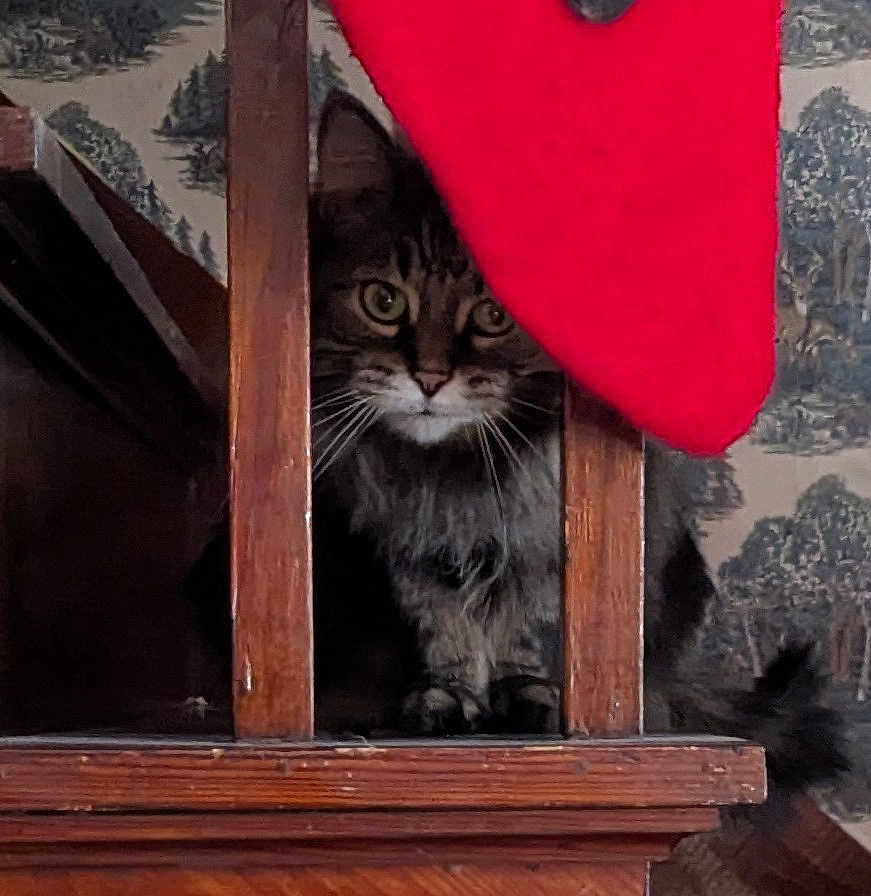 Pickles is registered to the contest to win money with this photo: animal, cat, cozy, curious, dark, eyes, face, furniture, home, indoor, patterned_wallpaper, peeking, pet, red_fabric, tabby_cat, tail, vintage_wallpaper, whiskers, wood, wooden_railings